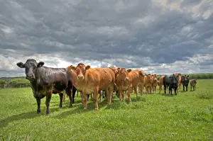Domestic Cattle, Limousin and Limousin cross beef herd, standing in pasture, East Yorkshire, England, july