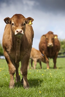 Limousins Prints: Domestic Cattle, Limousin, young calf