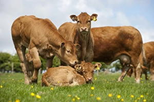 Limousins Prints: Domestic Cattle, Limousin, young calves