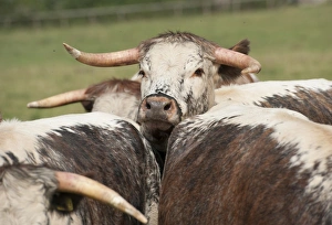 Ungulates Prints: Domestic Cattle, Longhorn beef herd