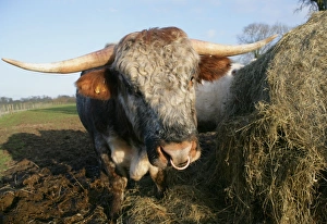 Ring Prints: Domestic Cattle, Longhorn bull, feeding on hay in muddy pasture, Wiltshire, England, march