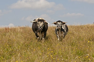 Bull Prints: Domestic Cattle, Longhorn, bull and bull calf
