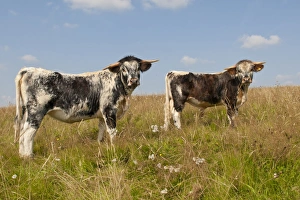 Bull Prints: Domestic Cattle, Longhorn, two bull calves, standing in pasture, Norfolk, England, August
