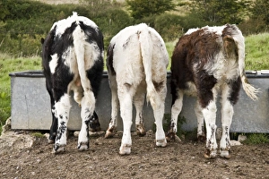 Domestic Cattle, Longhorn calves, three drinking at trough in pasture, Dorset, England, september