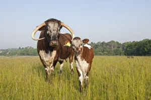 Longhorns Prints: Domestic Cattle, Longhorn, cow with calf, standing in pasture, Norfolk, England