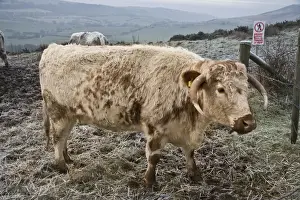 Longhorns Prints: Domestic Cattle, Longhorn cow, standing in frost covered pasture