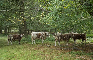 Domestic Cattle, Longhorn, herd, grazing in woodland, Clumber Park, Nottinghamshire, England, October