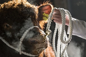Hand Prints: Domestic Cattle, Luing, bull, close-up of head