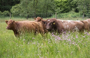 Luing Prints: Domestic Cattle, Luing bull and cows
