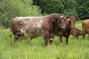 Parent Prints: Domestic Cattle, Luing bull, cows and calf