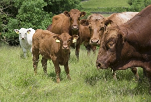 Parent Prints: Domestic Cattle, Luing bull, cows and calves