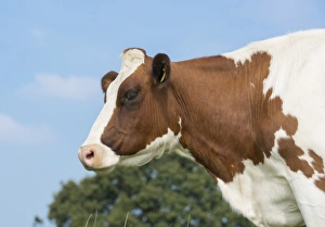 Domestic Cattle, Meuse-Rhine-Issel, dairy cow, close-up of head, Lancashire, England, September