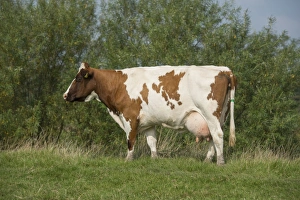 Domestic Cattle, Meuse-Rhine-Issel, dairy cow, standing in pasture, Lancashire, England, September