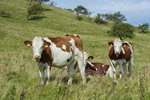 Heifers Prints: Domestic Cattle, Montbelliarde