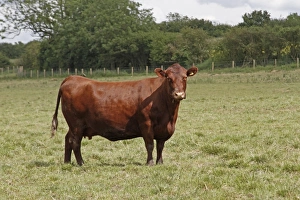 Leicestershire Prints: Domestic Cattle, Red Poll, cow, standing in pasture, Leicestershire, England, june