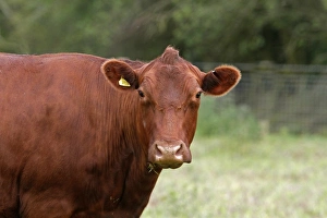 Domestic Cattle, Red Poll, cow, close-up of head, in pasture, Leicestershire, England, june