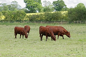 Young Stock Prints: Domestic Cattle, Red Poll, cow and calves