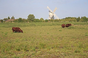 Mills Prints: Domestic Cattle, Red Poll cows