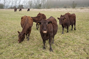 Heifers Prints: Domestic Cattle, Red Poll heifers