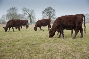 Domestic Cattle, Red Poll heifers, grazing in pasture, near Chester, Cheshire, England, march
