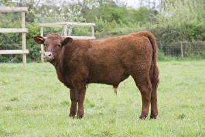 Beef Prints: Domestic Cattle, Red Ruby Devon calf, standing in pasture, Exeter, Devon, England, May
