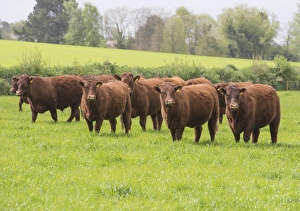 Domestic Cattle, Red Ruby Devon herd, standing in pasture, Exeter, Devon, England, May
