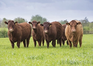 Domestic Cattle, Red Ruby Devon herd, standing in pasture, Exeter, Devon, England, May
