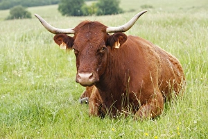 Laying Prints: Domestic Cattle, Salers cow, resting in pasture, Lot Region, France, June