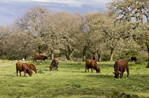Slopes Prints: Domestic Cattle, Sardo-Modicana herd