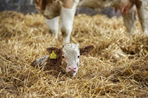 Straw Prints: Domestic Cattle, Simmental calf, resting on straw in yard, Yorkshire, England, December