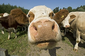 Funny Prints: Domestic Cattle, Simmental cows, close-up of head, Sweden