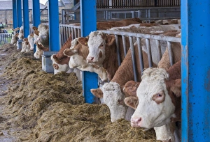 Domestic Cattle, Simmental herd, feeding on silage at feed barrier, Yorkshire, England, December