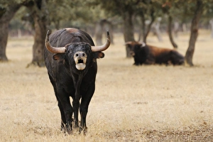 Salamanca Prints: Domestic Cattle, Spanish Fighting Bull