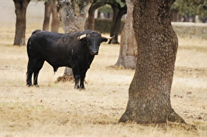 Salamanca Prints: Domestic Cattle, Spanish Fighting Bull