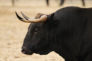 Domestic Cattle, Spanish Fighting Bull, bull, close-up of head, in dehesa, Salamanca, Castile and Leon, Spain, september