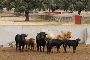 Domestic Cattle, Spanish Fighting Bull, fighting bulls (two black ones), bull calves and reproductive bull
