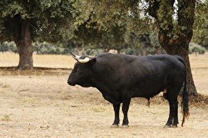 Domestic Cattle, Spanish Fighting Bull, bull, standing in dehesa habitat, Salamanca, Castile and Leon, Spain, september