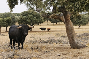 Domestic Cattle, Spanish Fighting Bull, bulls, standing in dehesa habitat, Salamanca, Castile and Leon, Spain