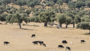 Domestic Cattle, Spanish Fighting Bull, bull, cows and calves, traditional low density herd, grazing in dehesa habitat