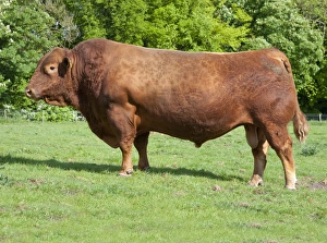 Domestic Cattle, Stabiliser bull, standing in pasture, Yorkshire, England, may