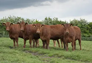 Genetics Prints: Domestic Cattle, Stabiliser fourteen-month old heifers