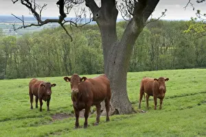 Domestic Cattle, Stabiliser fourteen-month old heifers, three standing beside tree in pasture, Yorkshire, England, may