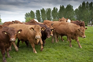Genetics Prints: Domestic Cattle, Stabiliser steers, herd walking in pasture, Yorkshire, England, may