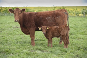 Domestic Cattle, Stabiliser two-year old cow with calf, standing in pasture, Yorkshire, England, may