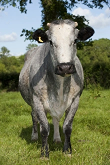 Suckler Prints: Domestic Cattle, suckler beef cow, standing in pasture, Devon, England, may