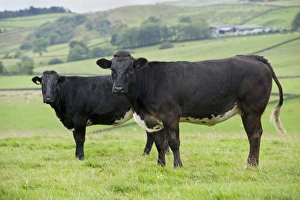 Ungulates Prints: Domestic Cattle, two suckler beef cows