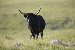 Prairie Prints: Domestic Cattle, Texas Longhorn cow