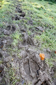 Domestic Cattle, tracks in muddy pasture, on unimproved wet grazing meadow, River Dove, Thornham Magna, Suffolk, England, october
