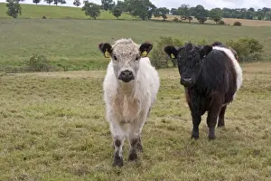 Youngstock Prints: Domestic Cattle, White Galloway and Belted Galloway calves