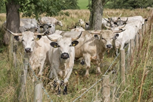 Fence Prints: Domestic Cattle, White Park, bull and cows